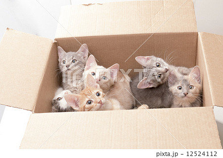 funny little kittens in a box 12524112
