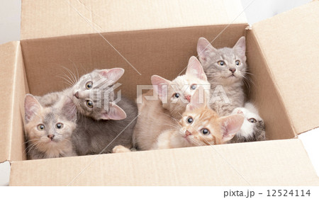 funny little kittens in a box 12524114