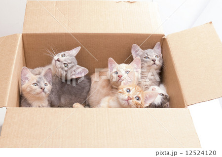 funny little kittens in a box 12524120