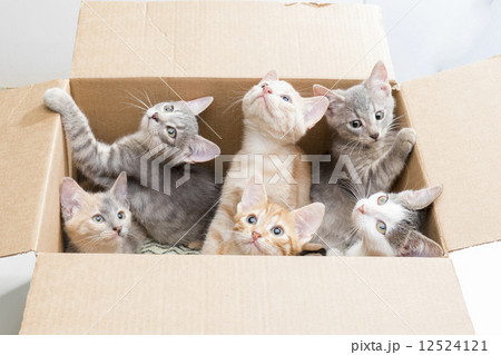 funny little kittens in a box 12524121