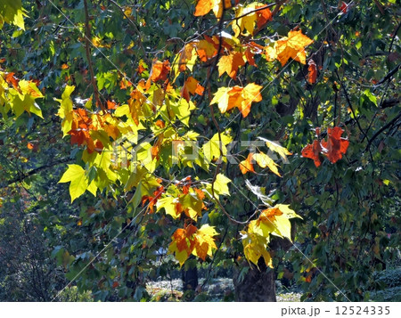 モミジバスズカケノキ 12524335