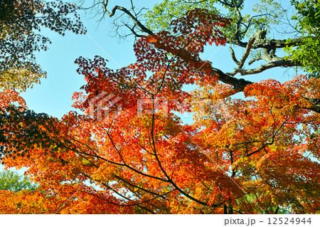 須賀川 牡丹園の紅葉 須賀川 牡丹園の紅葉 12524944