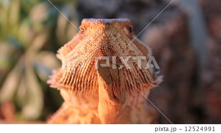 フトアゴヒゲトカゲ５ 12524991