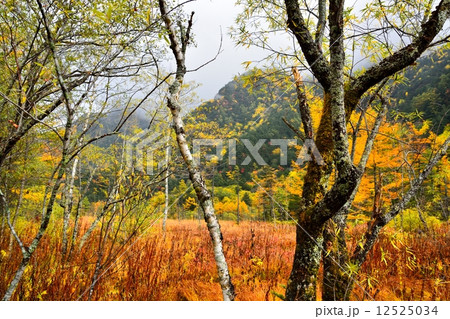 上高地　草紅葉の風景 12525034