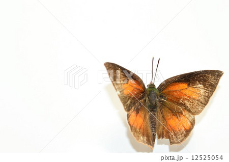 ウラギンシジミ　白バック 12525054