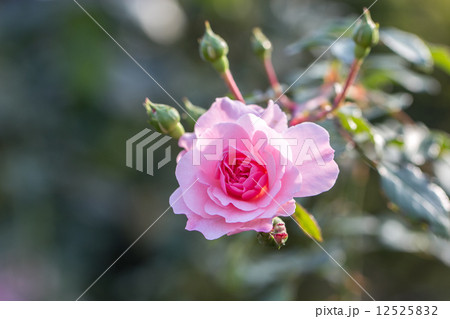 四季咲きのバラ（ボニカ '82） 12525832