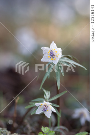セツブンソウ セツブンソウ 12526141