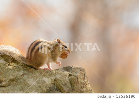 どんぐりを咥えるエゾシマリス どんぐりを咥えるエゾシマリス 12526190