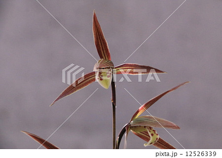 土佐寒蘭松鶴 土佐寒蘭松鶴 12526339