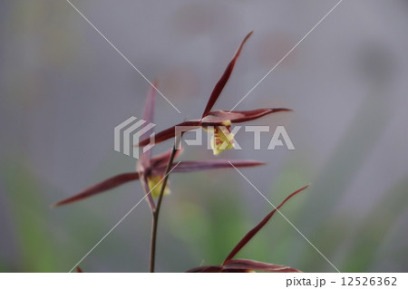 土佐寒蘭 12526362