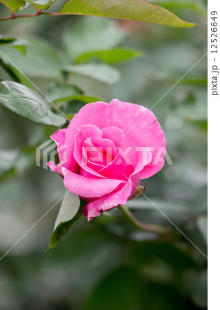 四季咲きのバラ（ザ・マッカートニーローズ） 12526649