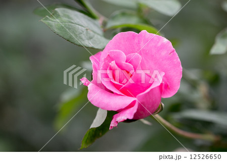 四季咲きのバラ（ザ・マッカートニーローズ） 12526650