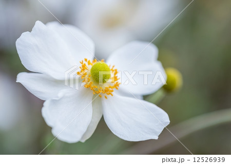 シュウメイギク 12526939