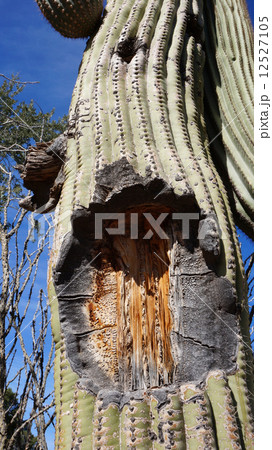 Tall Saguaro Cactus with blue sky as background 12527105