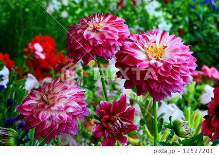 ダリアの花 ダリアの花 12527201