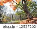 もみじの下 12527202