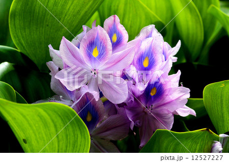 ホテイアオイの花 12527227