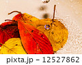 紅葉と水滴 12527862