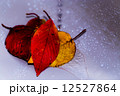 紅葉と水滴 12527864