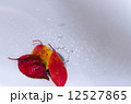紅葉と水滴 12527865