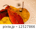 紅葉と水滴 12527866