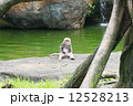 座っている猿 12528213