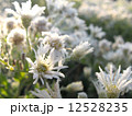 花におちた霜　横 12528235
