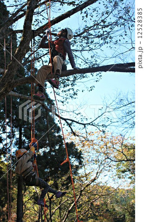 ツリーイング 12528385