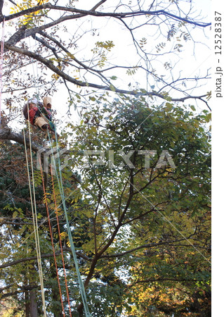 ツリーイング ツリーイング 12528387