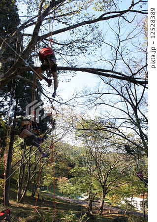 ツリーイング ツリーイング 12528389