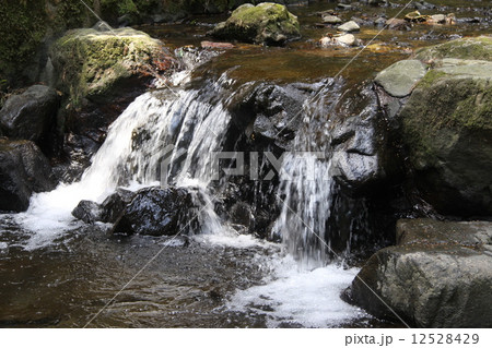 小川のせせらぎ 小川のせせらぎ 12528429