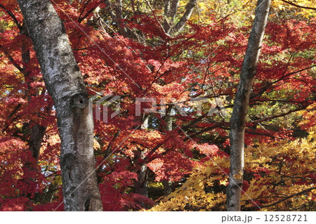 雲場池の紅葉 12528721