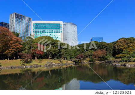 東京　浜離宮恩賜公園の紅葉 12528921