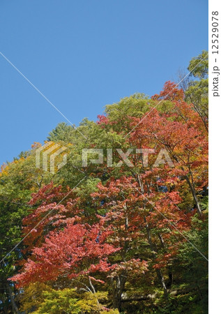 白樺峠の紅葉 12529078