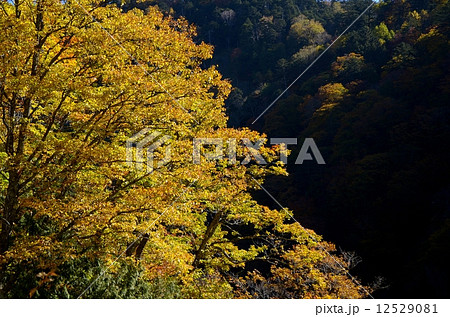 野麦峠の紅葉 12529081