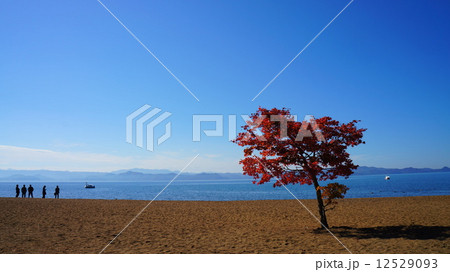 猪苗代湖と楓の紅葉の写真素材