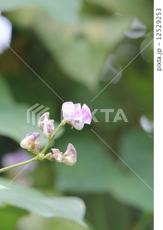 フジマメの花 フジマメの花 12529253