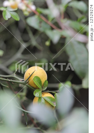 カラタチ 12529274