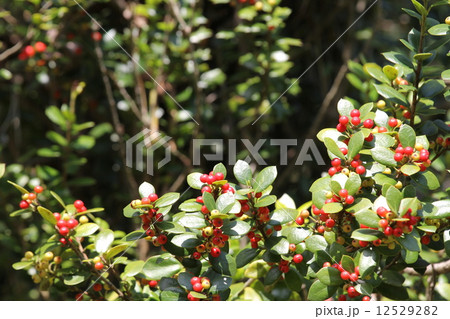 アマミヒイラギ 12529282