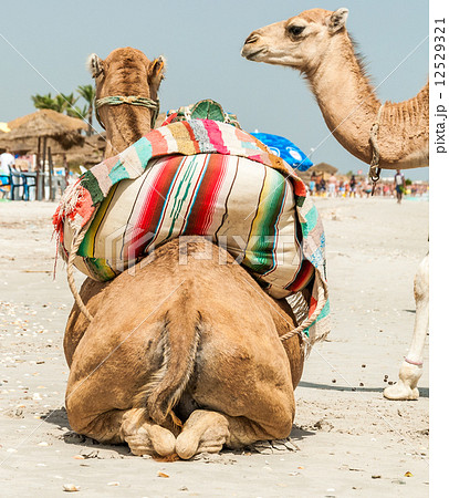 camel family 12529321