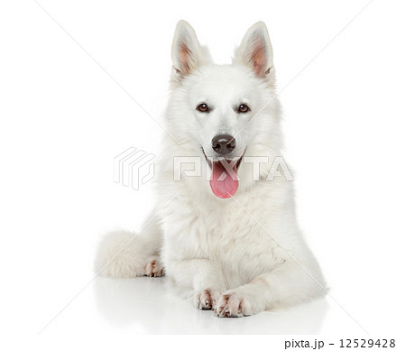 Swiss Shepherd dog on white background Swiss Shepherd dog on white background 12529428