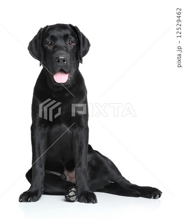 Black Labrador puppy Black Labrador puppy 12529462