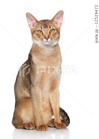 Abyssinian cat 12529472