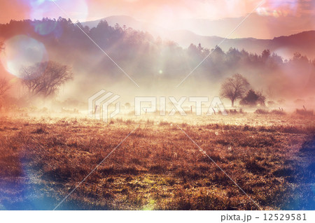 Fog on meadow 12529581