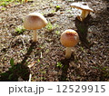 アメリカの自然のきのこ 12529915