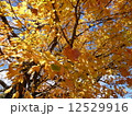 アメリカの紅葉 12529916