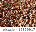 アメリカの落葉樹の落ち葉 12529917