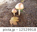 アメリカの自生のきのこ 12529918