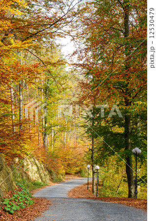 autumn in park autumn in park 12530479