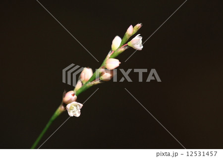 自然　植物　ハナタデ、夏の終わりころ、林道脇の湿った地面に点々と淡い色の花が咲いています 12531457
